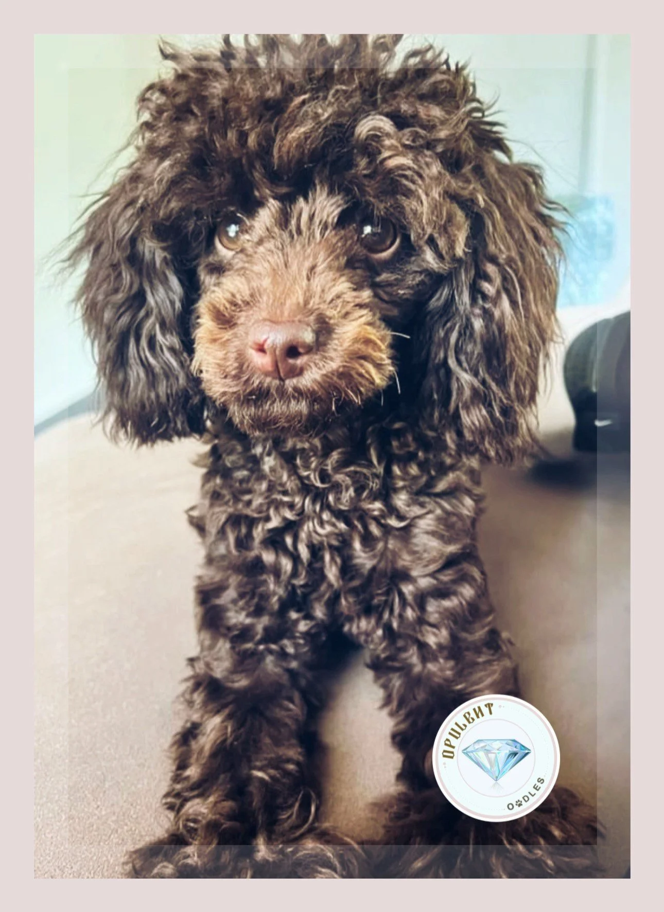 Our Dogs — Opulent Oodles